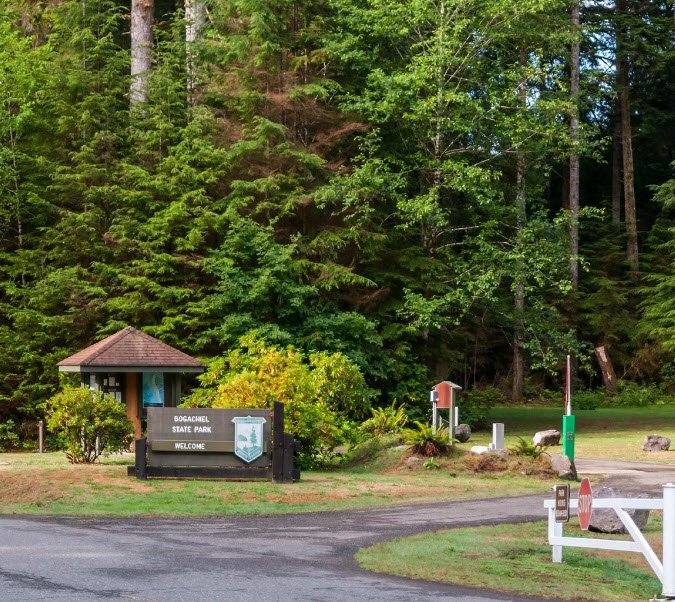 Bogachiel State Park, Washington, USA